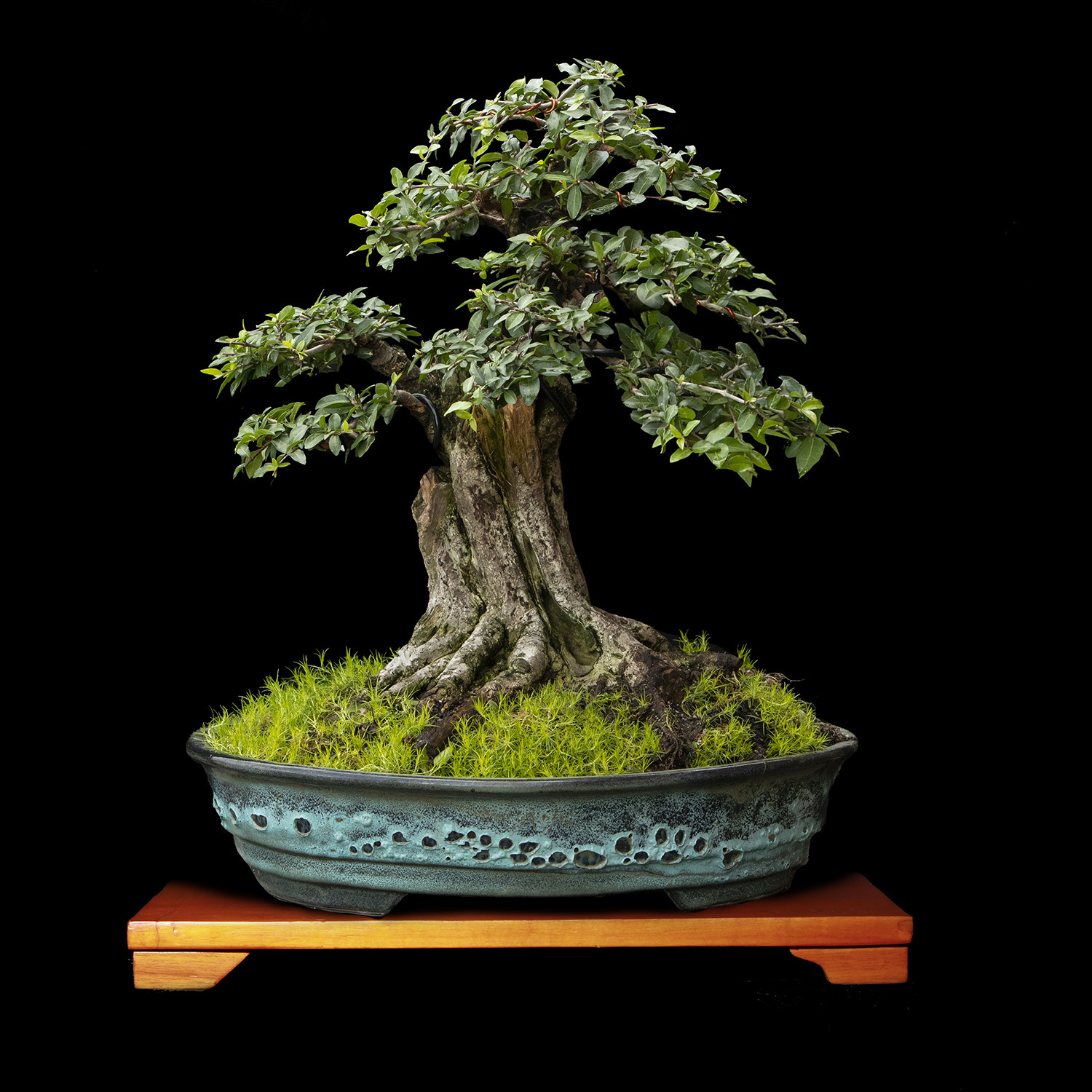 Bonsai de Cerezo de Barbados de 40 años y altura 55 cm ColombiaBonsai