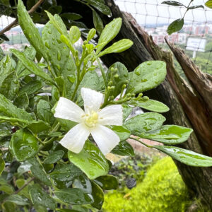 Venta bonsai en Colombia