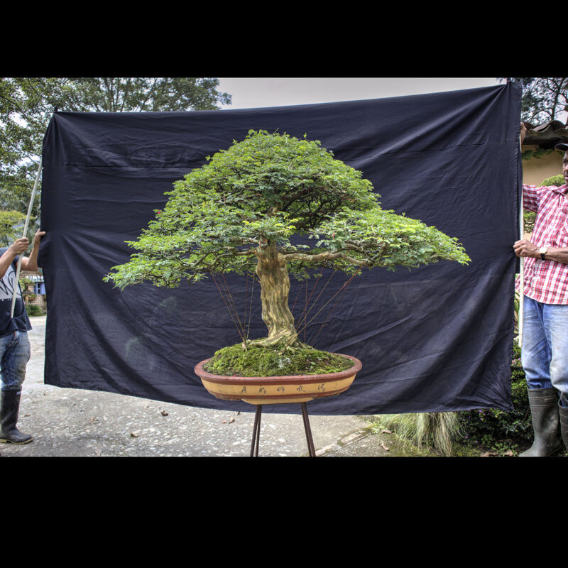 Venta bonsai en Colombia