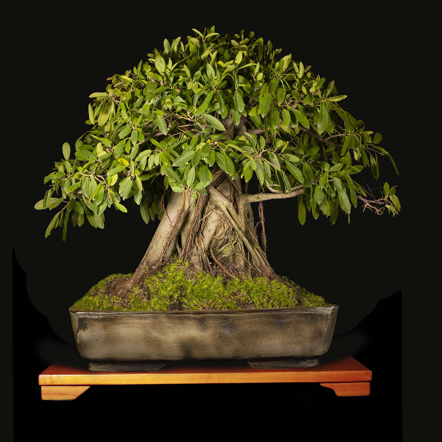Bonsai de Ficus Aurea de 40 años y 75 cm de altura ColombiaBonsai
