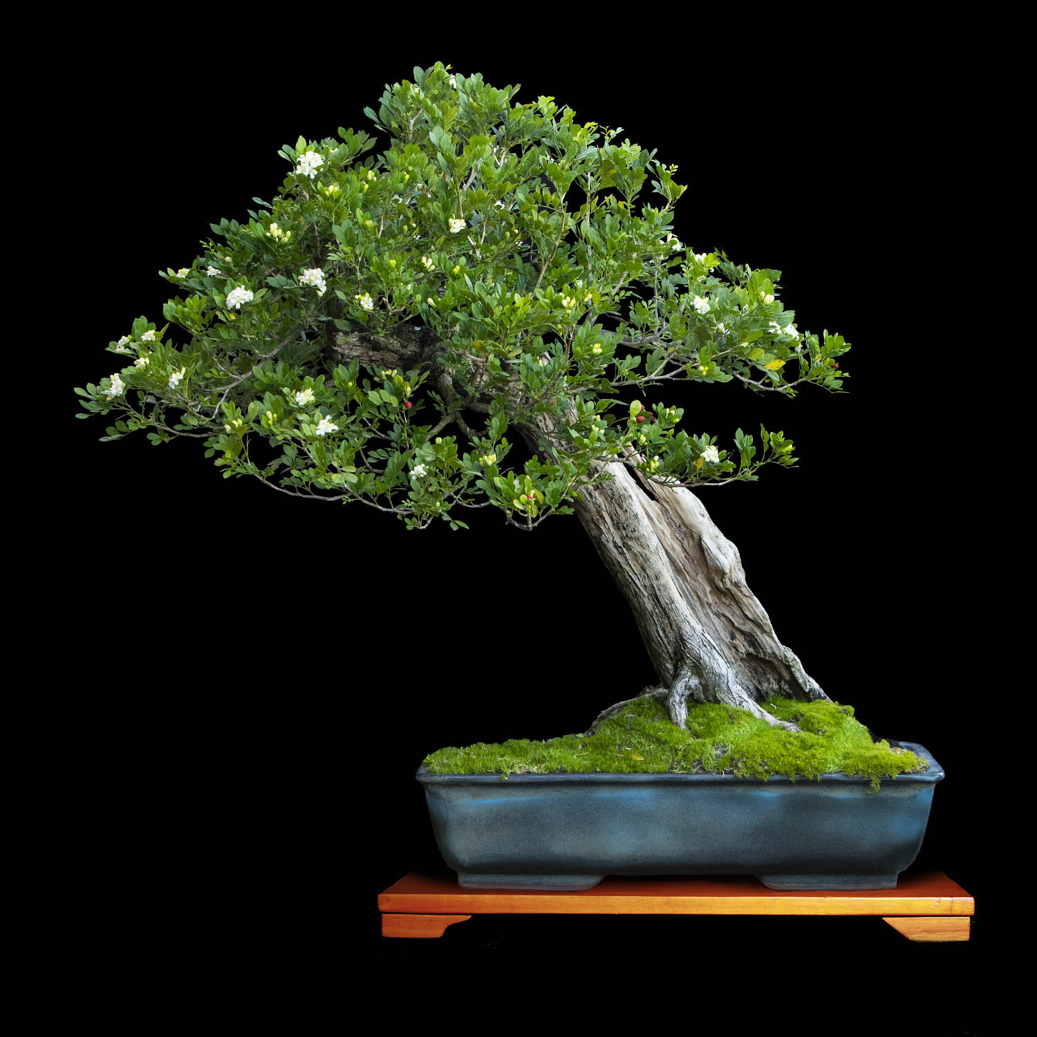 Bonsai de Mirto / Jazmin de Naranja o Azahar de la India de 45 aos y 96 cm  de altura - ColombiaBonsai