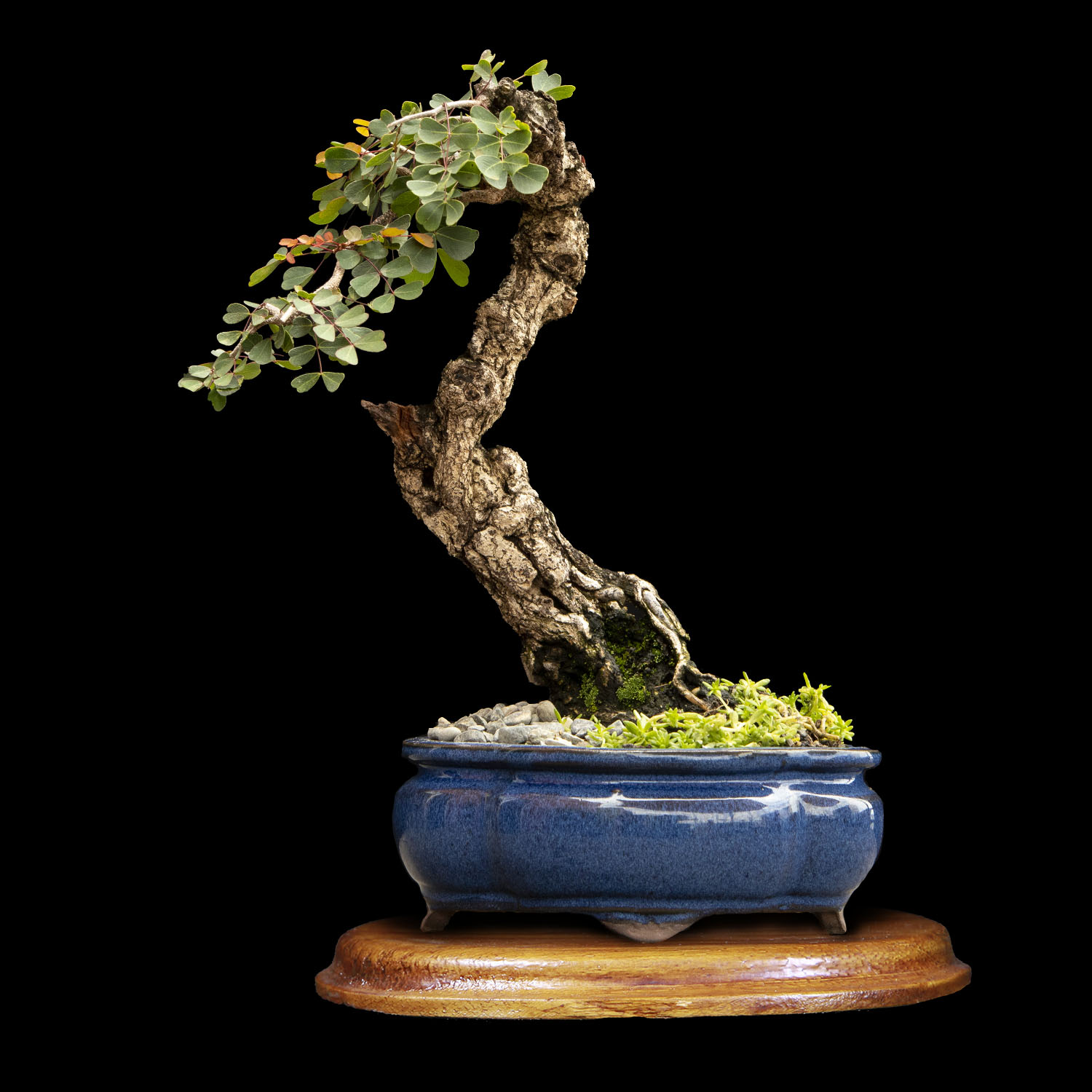 Bonsai de Palo del Brasil 20 años y 28 cm de altura ColombiaBonsai