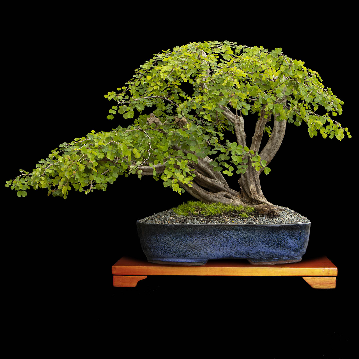 Bonsai de Palo del Brasil 30 años y 78 cm de altura ColombiaBonsai