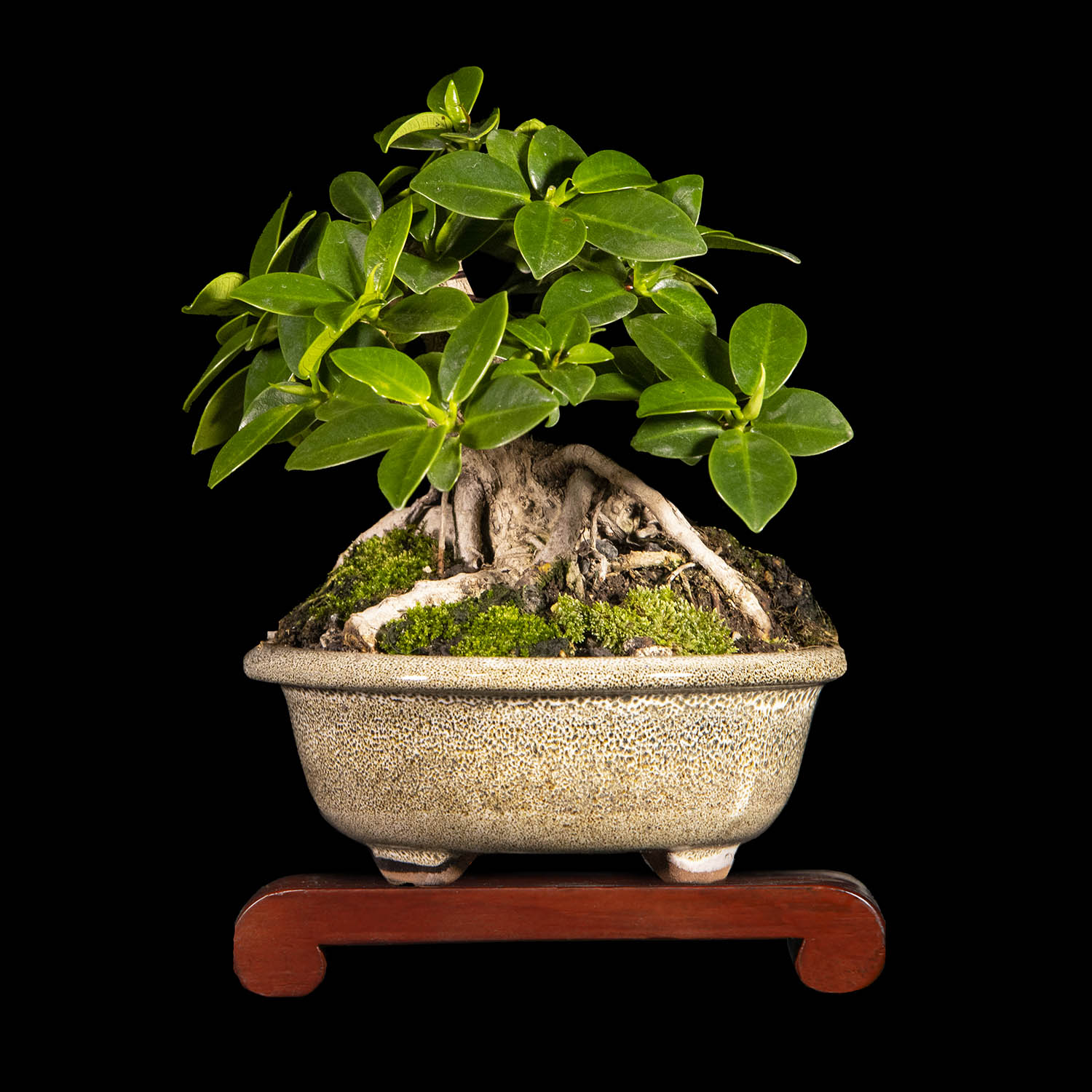 Ficus Bonsai Artificiale ROMILDA In Ciotola - Pianta Finta Da Interno, Altezza 45 Cm, Verde, Per Ufficio E Casa, Decorazione Senza Manutenzione