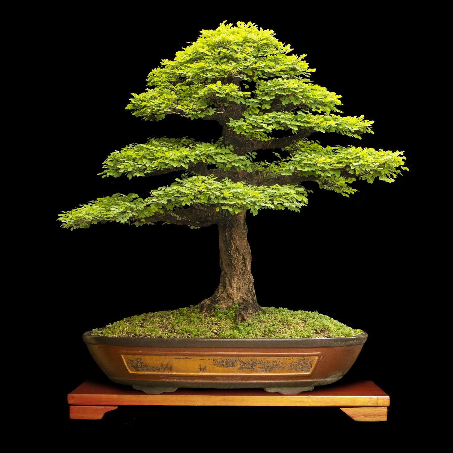 Macano Bonsai de Macano de 40 años y 100 cm de altura. - ColombiaBonsai