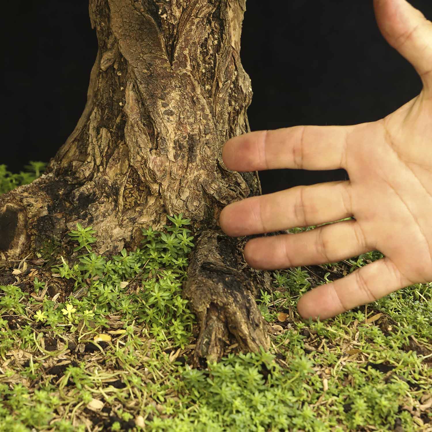 Macano Bonsai de Macano de 40 años y 100 cm de altura. - ColombiaBonsai