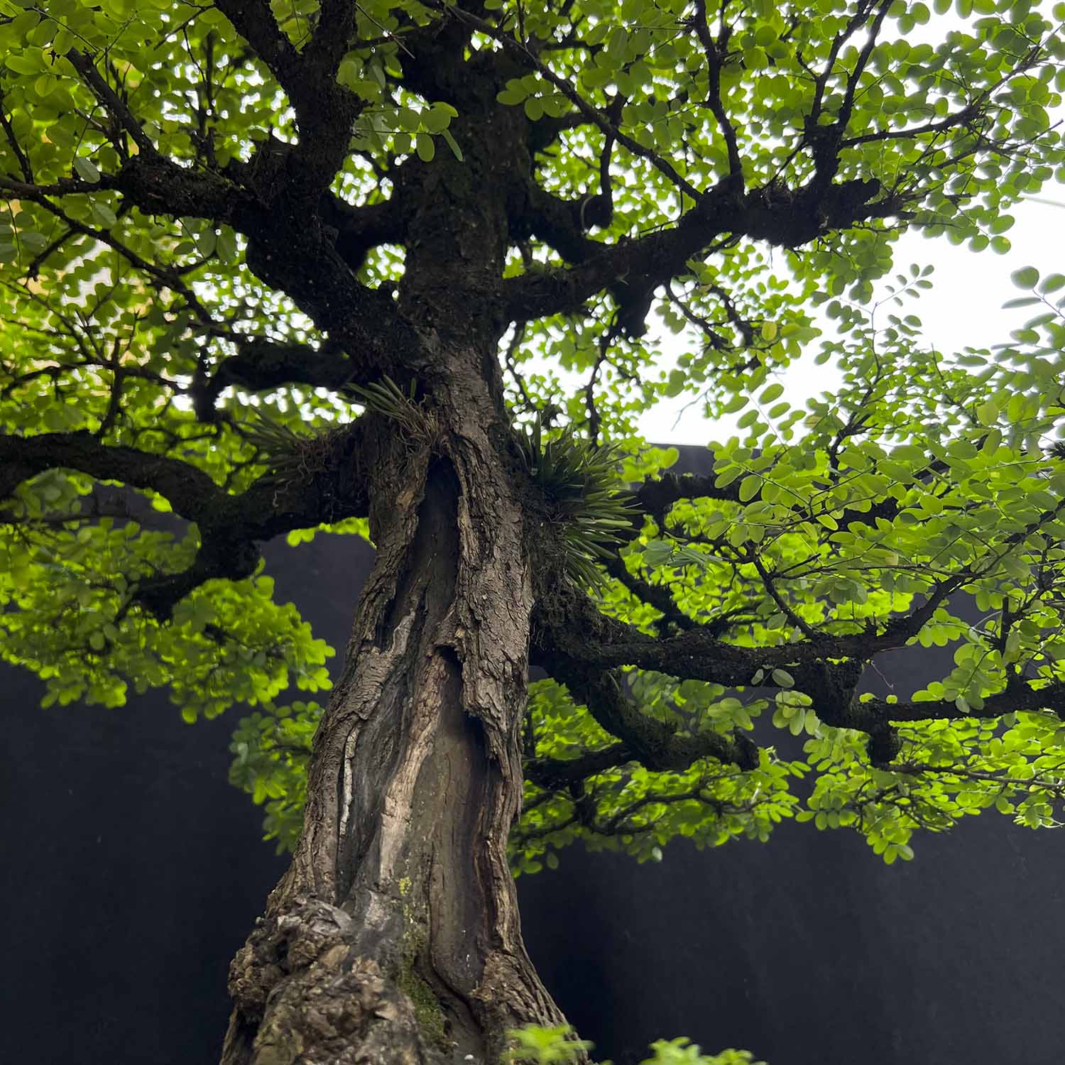 Macano Bonsai de Macano de 40 años y 100 cm de altura. - ColombiaBonsai