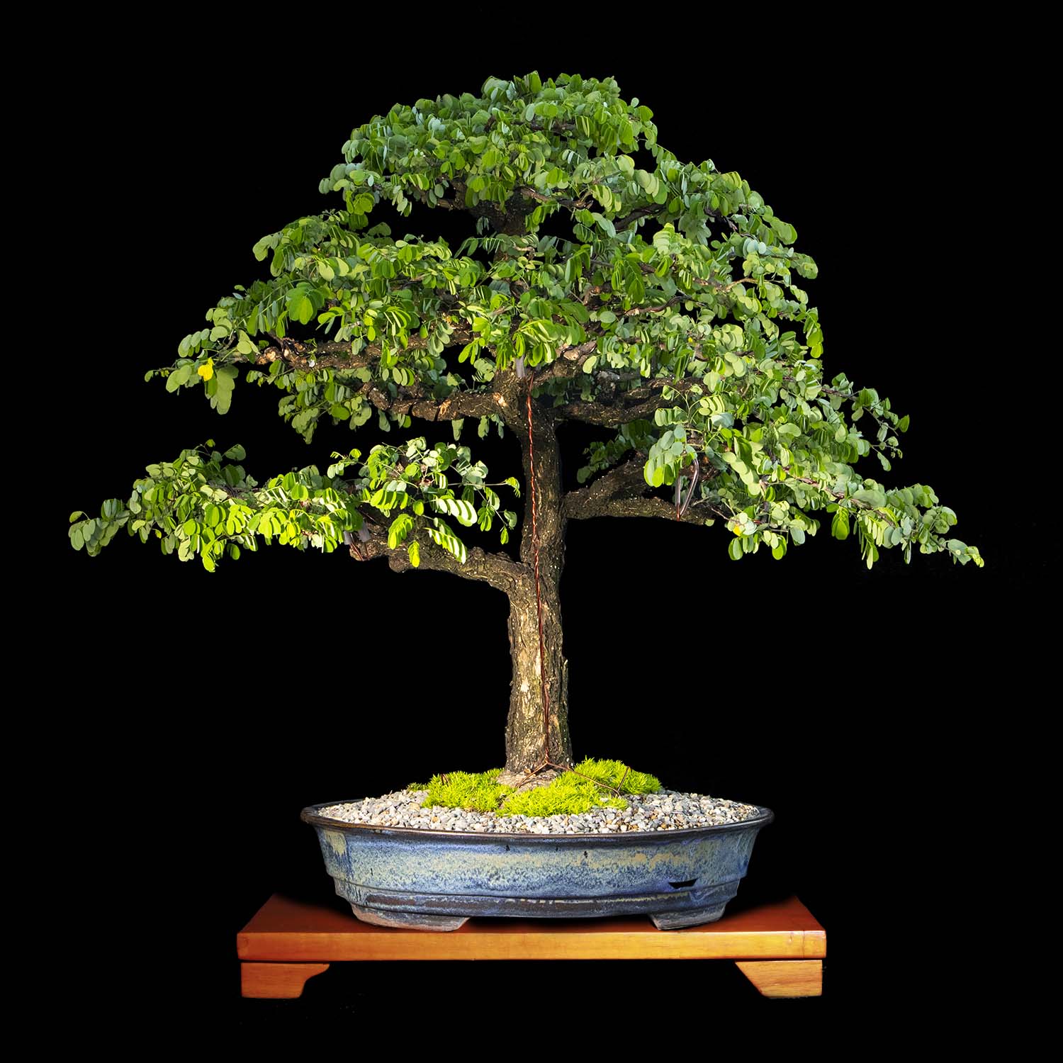 Macano Bonsai de Macano de 25 años y 80 cm de altura. - ColombiaBonsai