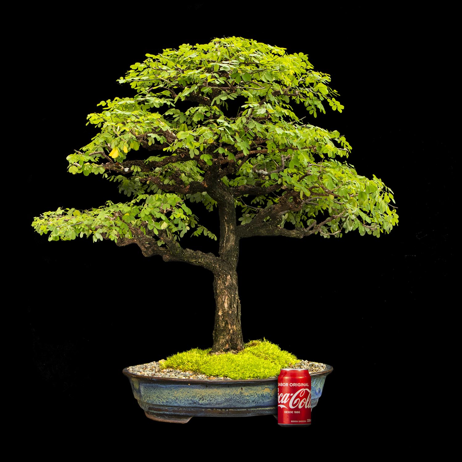 Macano Bonsai de Macano de 25 años y 80 cm de altura. - ColombiaBonsai