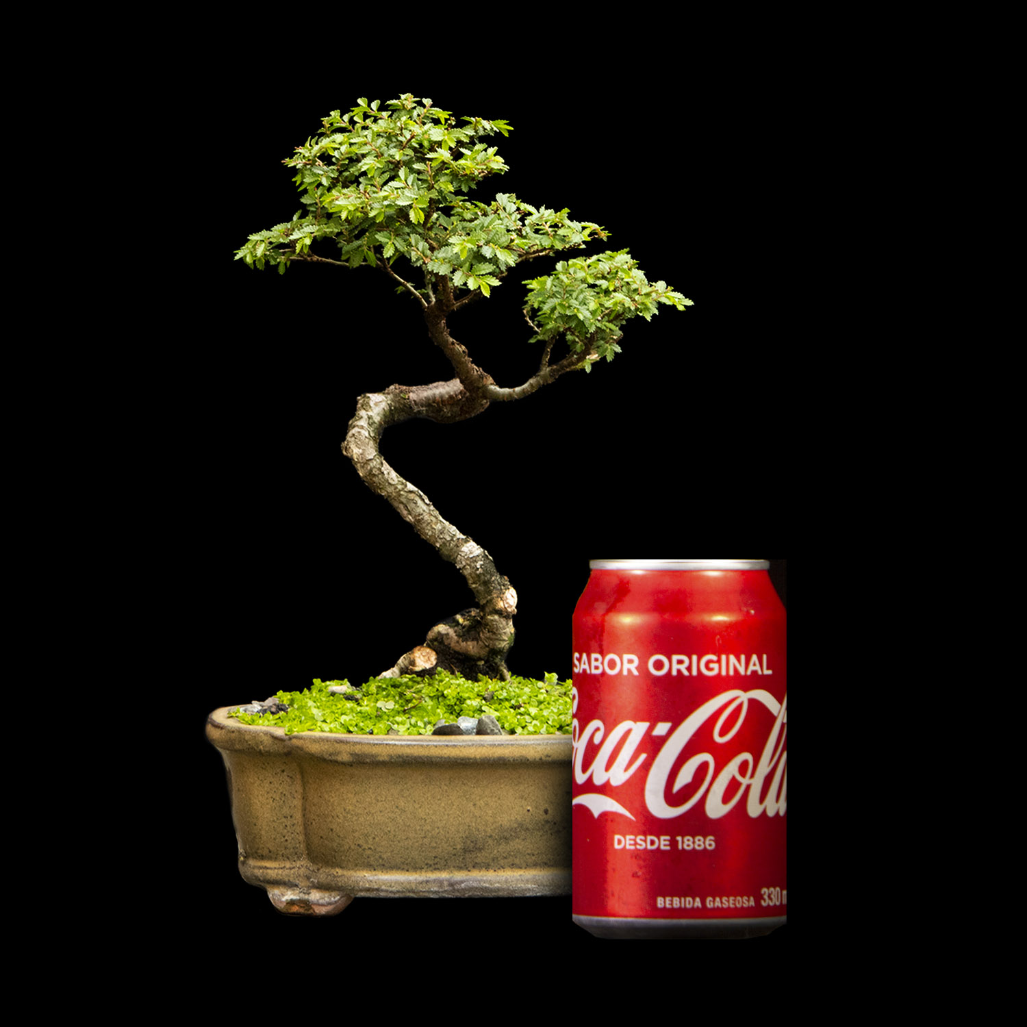 Bonsai de Olmo Hokaido de 10 años y 24 cm de altura. - ColombiaBonsai Bonsai de Olmo Hokaido de 10 años y 24 cm de altura. - ColombiaBonsai