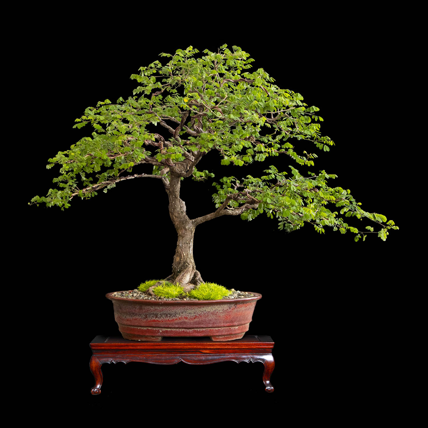 Macano Bonsai de Macano de 15 años y 65 cm de altura. - ColombiaBonsai