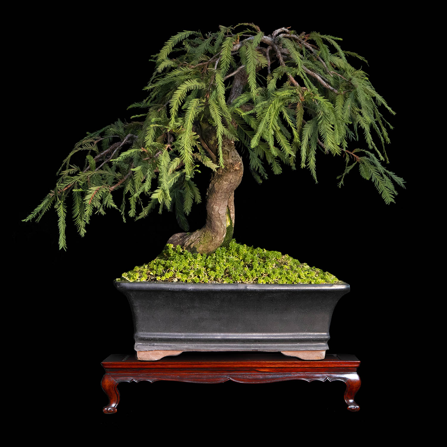 Bonsai de Ahuehuete 15 años de 26 cm de altura - ColombiaBonsai
