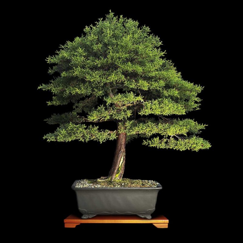 Bonsai para la Venta