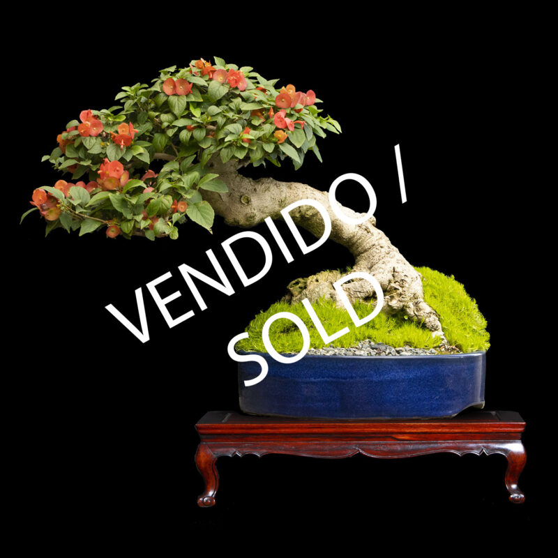 Bonsai Vendidos