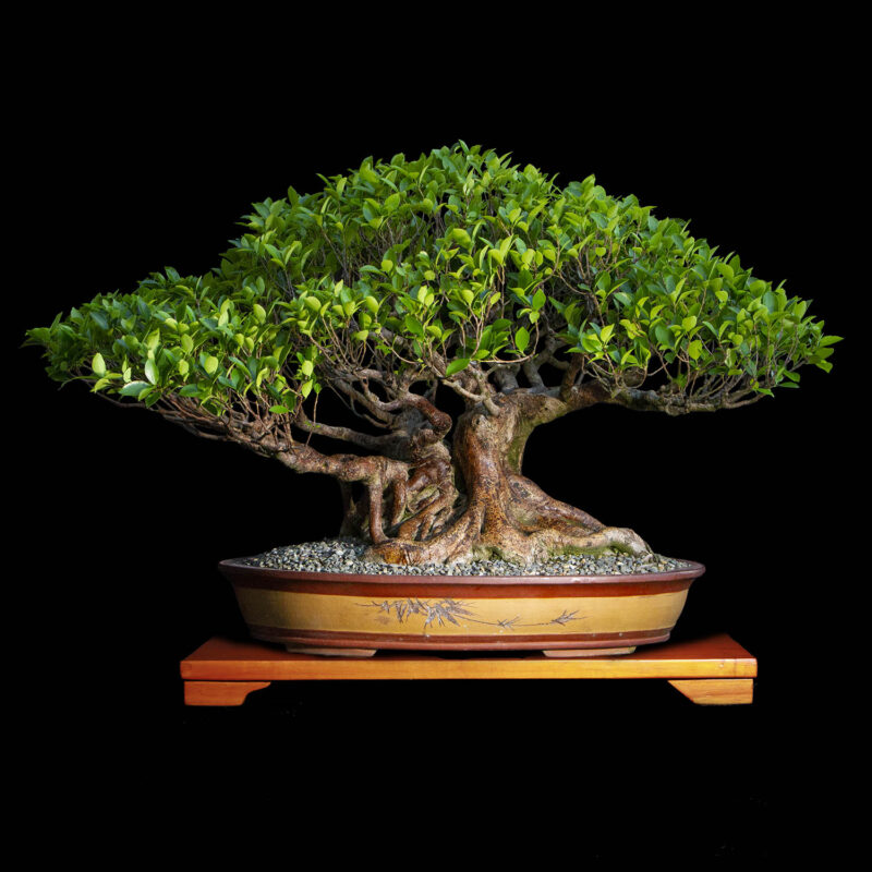Bonsai para la Venta