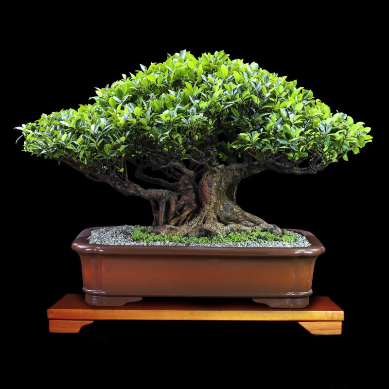 Bonsai para la Venta