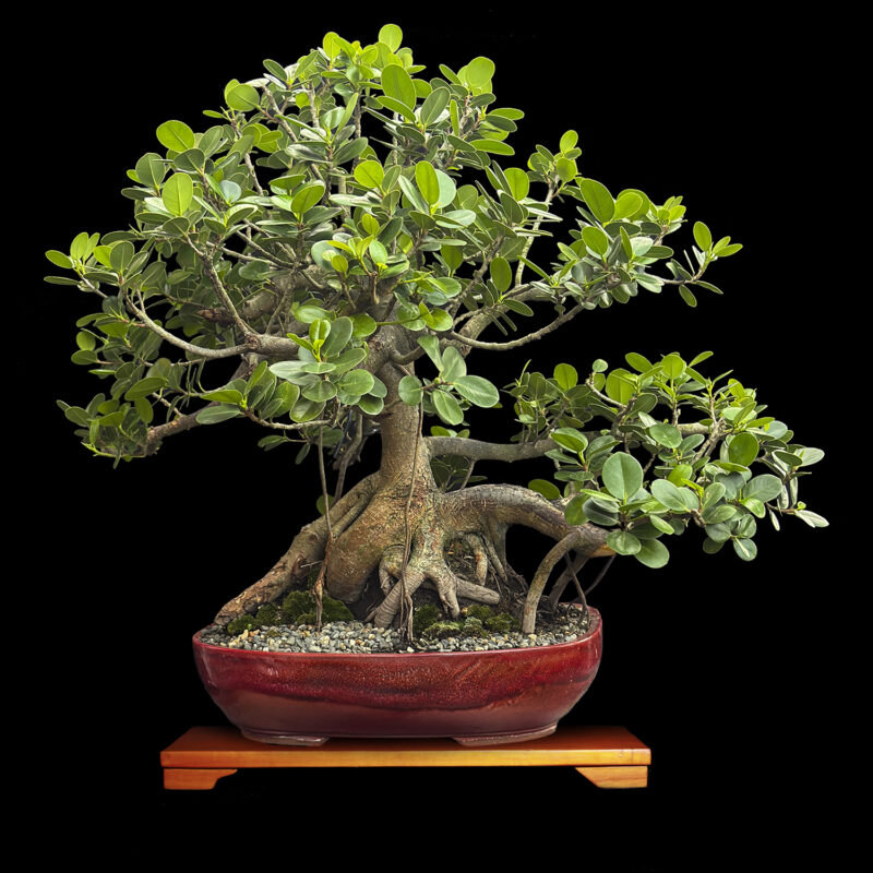 Pre Bonsai